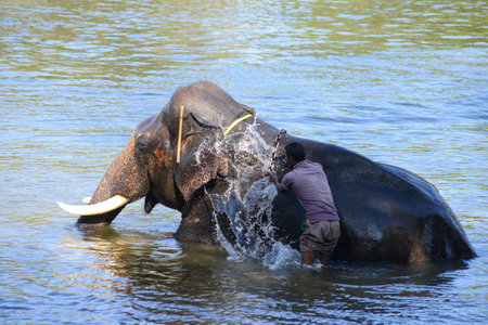 Coorg, India - January 8, 2014 - An Indian elephant getting a bath from his attendant or rider in the river Kaveri in Coorg in south Indiaのeditorial素材