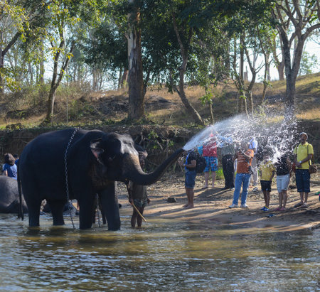 Coorg, India - January 8, 2014 - An Indian elephant sprays water on tourists on the river Kaveri in Coorg in south India.のeditorial素材