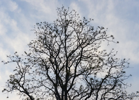 Silhouette of a tree full of small birds against the evening sky - look closely