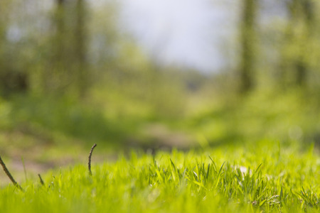 background of green spring grass after rain in the forestの写真素材