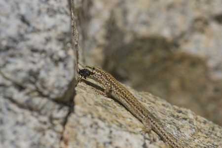 Mediterranean wall lizard caught prey  Podarcis sp  の写真素材