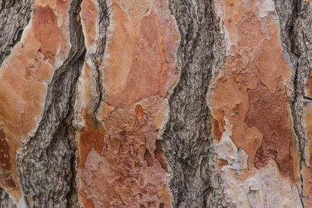 wooden pine boards; vertical  texture