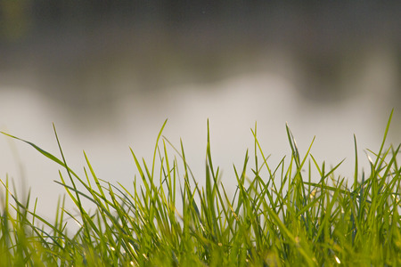 background of green spring grassの写真素材