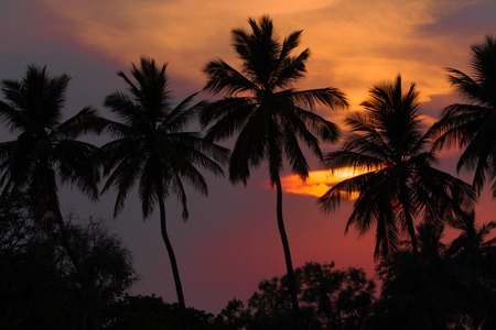 Sunset in the jungle. The outlines of palm trees against the setting sun.の写真素材