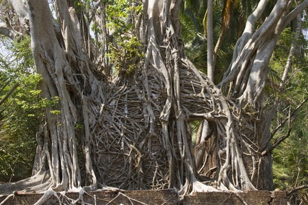 Ruins of houses twisted ficus roots on the Ross island Andaman archipelago. Beautiful twisted roots.の写真素材