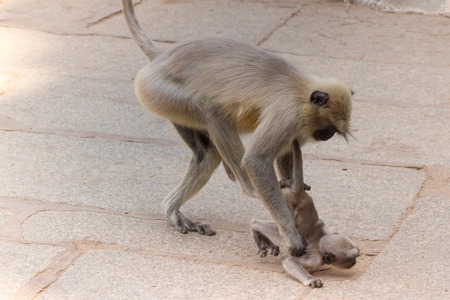 Long-tailed monkey beating its children. Grey macaques, Indiaの写真素材