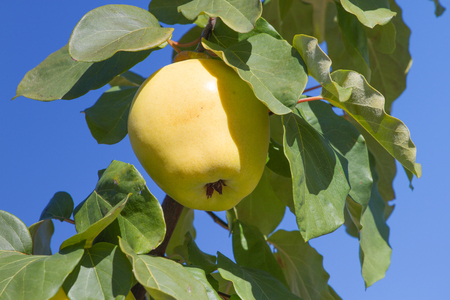 Mature quince on a branch in a gardenの写真素材