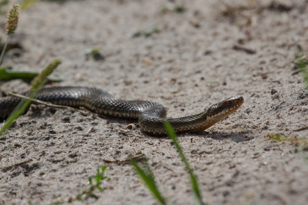 Wriggled viper in the sand. Poisonous snake