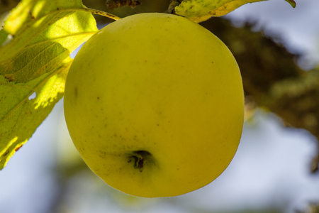 Yellow crab apple on a branch in the fieldの写真素材