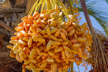 Cluster of  dates hanging on the date palm. Harvestingの写真素材