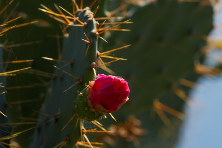 Flowers and color fruits of prickly pear cactus (Opuncia vulgaris)の写真素材