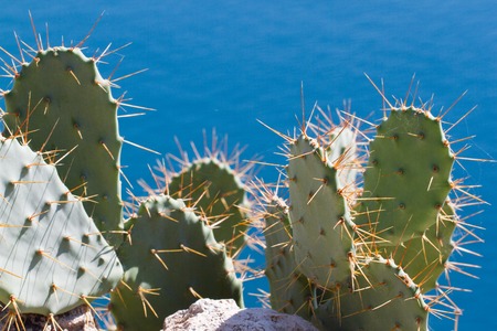 Flowers and color fruits of prickly pear cactus (Opuncia vulgaris)の写真素材