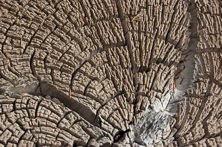 Wood texture. Cracked juniper. Pine background.