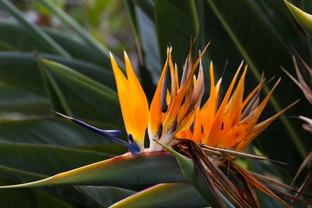 Blooming flower of tropical Strelitzia reginae. Bird of paradiseの写真素材