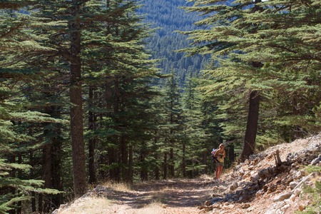 Dirt road in cedar forest. Mountain way, Turkey, Elmalaの写真素材