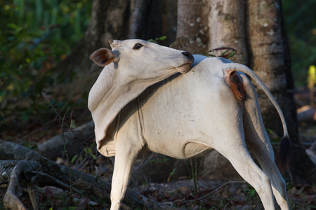 White little cow in the coconut forest on Little Andaman Island, Indiaの写真素材