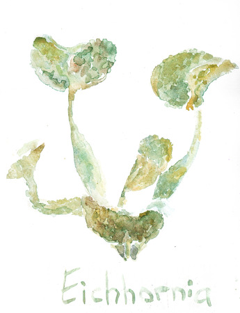 Watercolor drawing of Eichornia crassipes, Brasilのeditorial素材