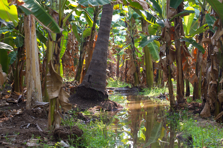 Banana plantation in Humpi city, India, Karnataka. Organic farm food productionsの写真素材