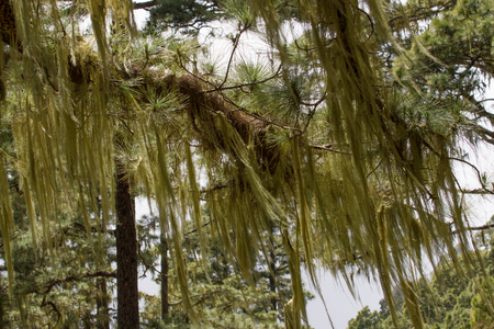Long hair of Usnea barbata. Old pine forest in Tenerife, Canarian islandの写真素材