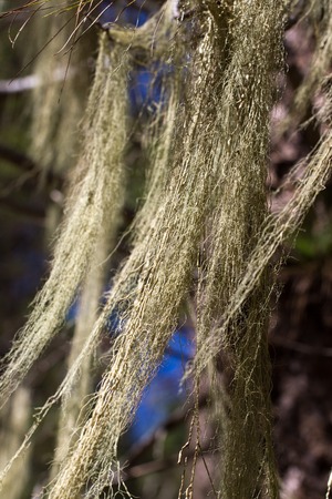 Long hair of Usnea barbata. Old pine forest in Tenerife, Canarian island