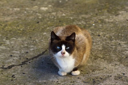 Cat sitting outdoor and wait owner. Beaty pet, Tenerife, La floridaの写真素材