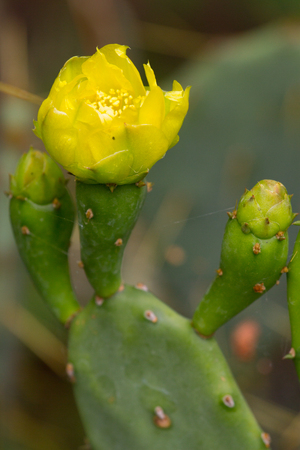Wild bushes cactus Opuntia ficus-indica sabra . Succulent flowerの写真素材