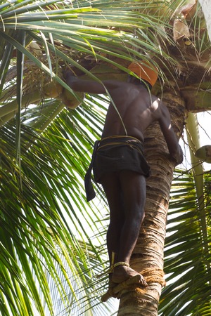 Kovalam, Kerala, India, March 30, 2015: Unidentified man takes coconuts from the treeのeditorial素材