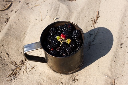 Lot blackberries in metal mug slay on sand. Tourism, camping, travel, gatheringの写真素材