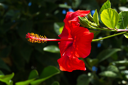 Macro photo oh hibiscus plant. Red color on black backgroundの写真素材