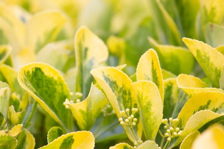 Evergreen Euonymus japonica leaves on yellow background with small flowersの写真素材