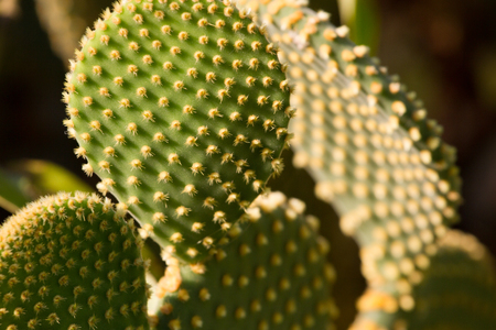 Opuntia ficus indica on dark background, Green cactus with raw leaves.の写真素材