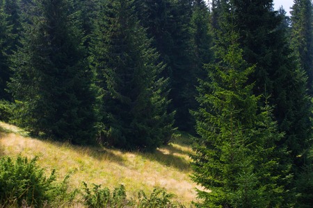 Spruce forest in the Ukrainian Carpathians. Sustainable clear ecosystemの写真素材