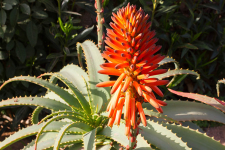 Natural background with blooming Aloe flowers. Medicineの写真素材