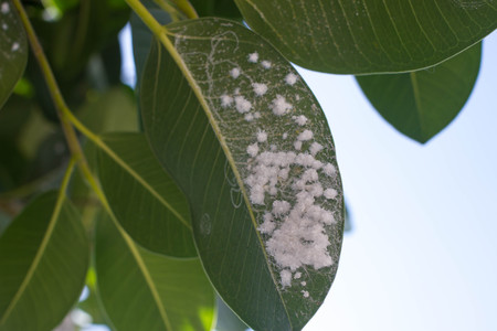 Mealybug on leaf figs. Plant aphid insect infestation Ficus elasticaの写真素材