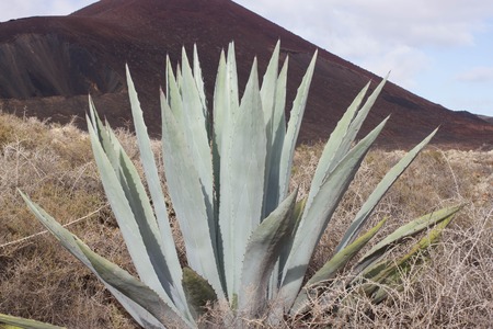 One big blue agave plant rock desert, Islote de Lobos, Canarias, Spainの写真素材