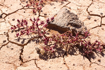 Cracked soil with pink plant. Dry desertの写真素材