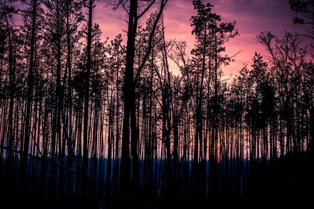 Beautiful panorama of pine forest with summer day. Coniferous trees. Sustainable ecosystem