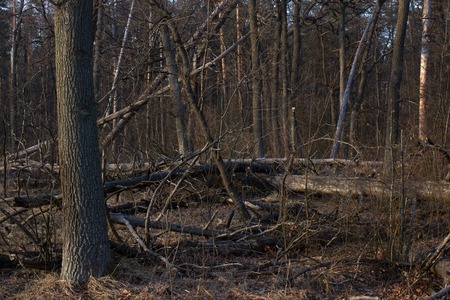 Pine stump, result of tree felling. Total deforestation, cut forest. Tractorの写真素材