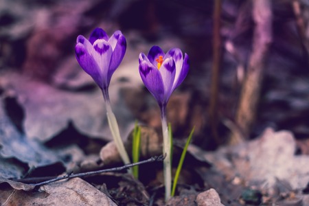 Crocus heuffelianus purple flowers, vintage photo. Spring time, primrose plantsの写真素材