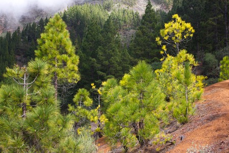 Beautiful panorama of pine forest with sunny summer day. Coniferous trees. Sustainable ecosystem. Tenerife, Teide volcano, Canary islands, Spainの写真素材