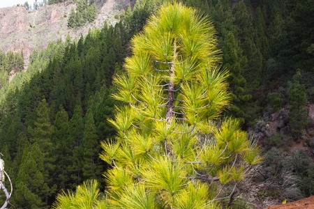 Beautiful panorama of pine forest with sunny summer day. Coniferous trees. Sustainable ecosystem. Tenerife, Teide volcano, Canary islands, Spainの写真素材