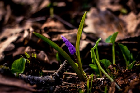 Crocus heuffelianus purple flowers, vintage photo. Spring time, primrose plantsの写真素材
