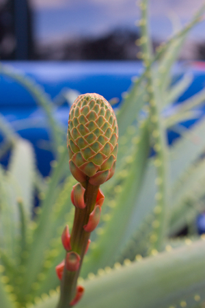 Natural background with blooming Aloe flowers. Medicineの写真素材