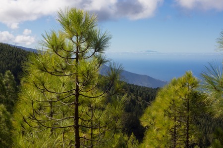 Spruce forest.の写真素材