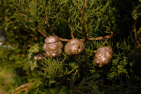 Macro stock photography of the branch of Cupressus arizonica. Conifer needles. Spruce, coniferousの写真素材