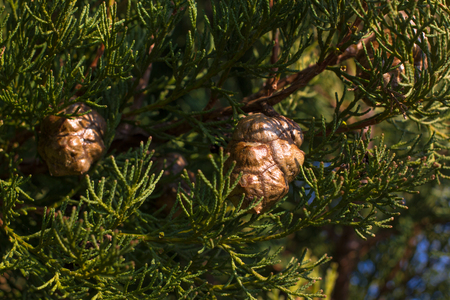 Macro stock photography of the branch of Cupressus arizonica. Conifer needles. Spruce, coniferousの写真素材