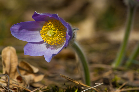 Eastern pasqueflowers or Rock lily, prairie crocus, cutleaf anemone . Pulsatilla patens