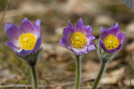 Eastern pasqueflowers or Rock lily, prairie crocus, cutleaf anemone Pulsatilla patens closeup.の写真素材