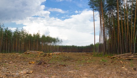 Pine tree forestry exploitation in Kiev. Pine stump, result of tree felling. Total deforestation area, cut forest, panoramic view.の写真素材