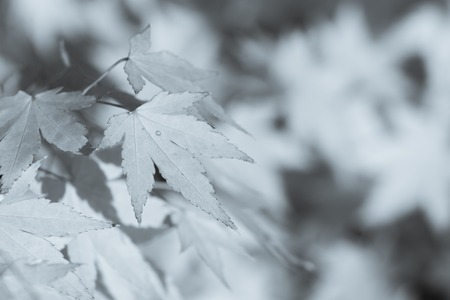 Green Leaves Growing on sand. Sprouting in desert climate.の写真素材